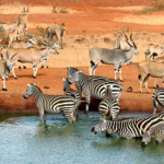 Amboseli National Park
